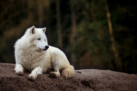 Novo Estudo Diz Que Lobos Podem Ficar T O Apegados A N S Como Os C Es Pit