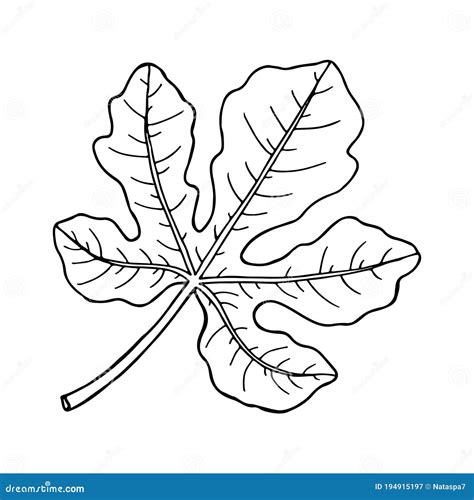 Fig Leaf Drawing