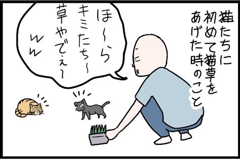 【ネコのマンガ】猫たちに初めて猫草をやった時の話 いまトピ