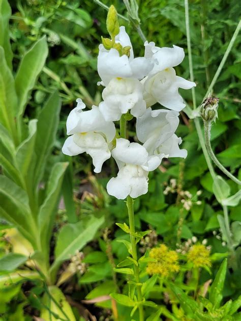 Löwenmaul Großes Löwenmaul Antirrhinum majus c Heidema Flickr