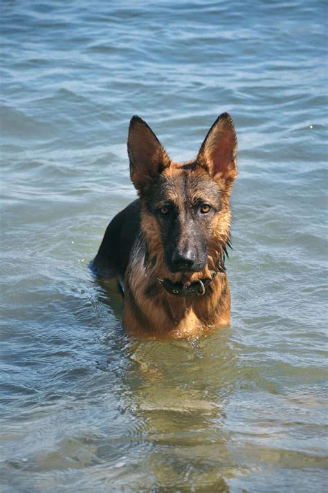 Are German Shepherds Water Dogs