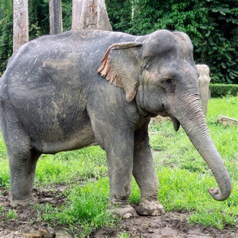 Best Kuala Gandah Elephant Sanctuary Tour With Batu Caves