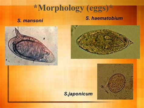 Schistosoma Haematobium Egg Morphology