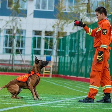 带它回家！云南消防征集退役搜救犬领养人搜索马里努阿救援