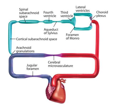 Intracranial hydrodynamics represented as a circuit diagram with a... | Download Scientific Diagram