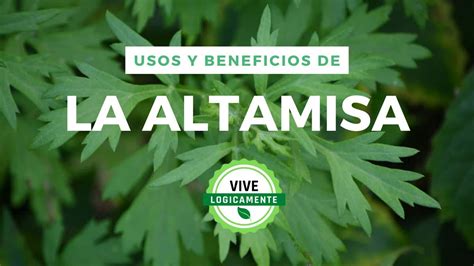 La Altamisa Planta Milagrosa Vivelogicamente YouTube