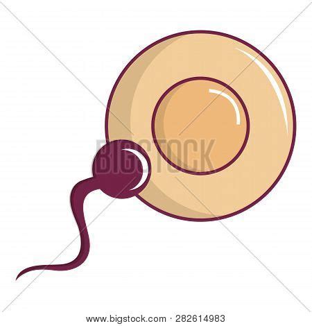 Human Fertilization Image & Photo (Free Trial) | Bigstock