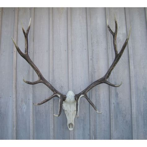 Ideas For Decorating With Elk Antler Shelly Lighting