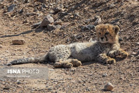 Iran-based Asiatic Cheetah Cubs Doing Well One Year After Birth - Iran Front Page