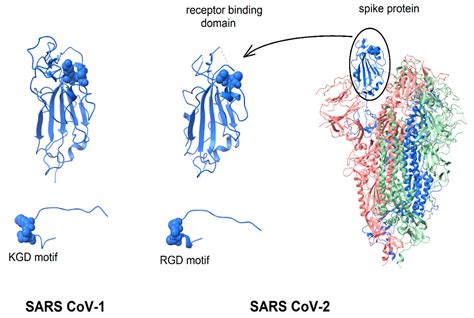 Viruses Free Full Text Biological And Clinical Consequences Of