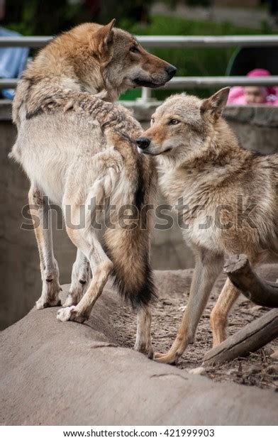 Picture Couple Cute Gray Ginger Wolves Stock Photo 421999903 | Shutterstock