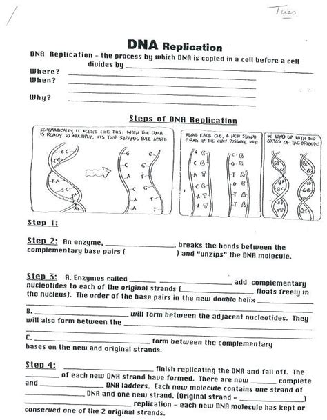 Transcription And Translation Coloring Worksheet