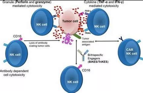 Int J Mol Sci：当“car技术”遇见“干细胞”或会产生不可思议的效果！凤凰网