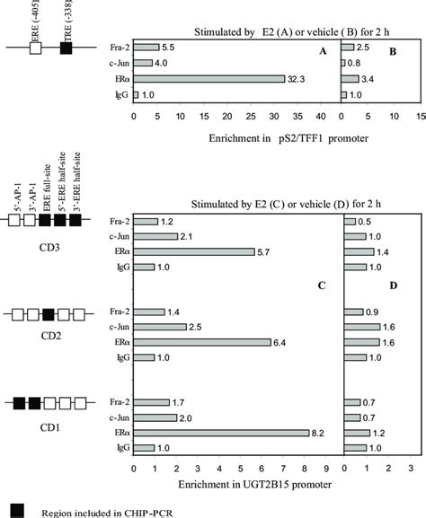 Er C Jun And Fra 2 Are Recruited To The Ugt2b15 Proximal Promoter In Download Scientific