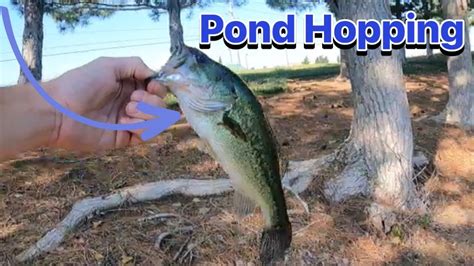 Pond Hopping For Bass Youtube