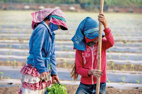 Niños jornaleros sin esperanza en el campo