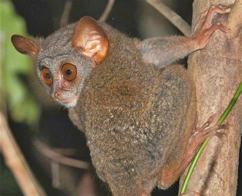 Tarsiers New England Primate Conservancy