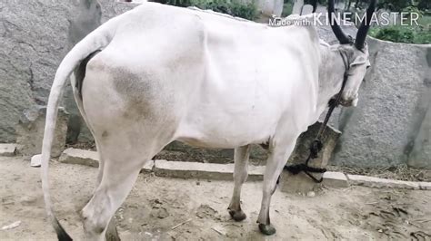 Hallikarcows Gorgeous Hallikar Cow Available For Sale At Bhai