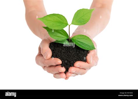 Hands Holding Green Plant New Life Concept Stock Photo Alamy