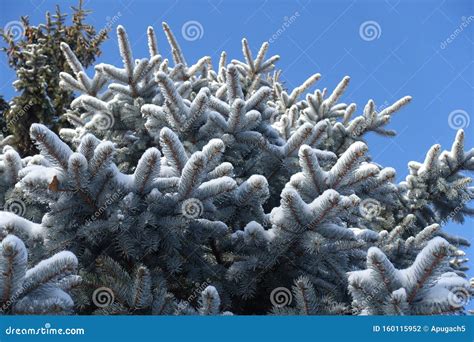 Colorado Spruce Branches Covered With Snow Against Blue Sky Stock Photo