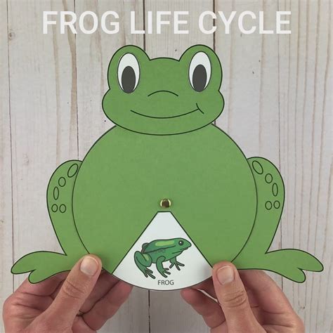 Frog Life Cycle Craft And Activity Spinner Wheel