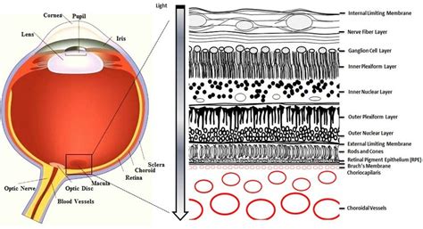 Macular Diseases Springerlink Off