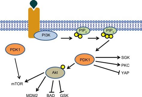 Activated Receptor Provides A Docking Site For Pi K Once Bound To The