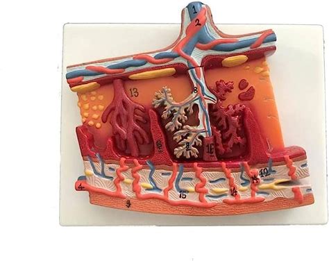 Wellden Medical Anatomical Human Placenta Section Enlarged Model