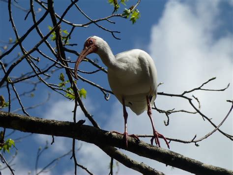 White Ibis - Sharons Florida