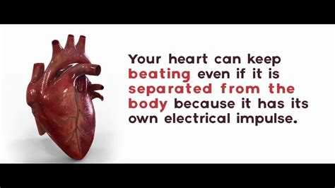 2 Top Unbelievable Facts About Heart Youtube