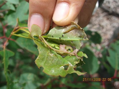 Larva Ulat Hama Penggulung Daun Eu Ulat Penggulung Daun Flickr