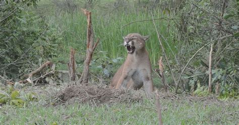 G On A Parda Amea Ada De Extin O Resgatada De Armadilha Em Amparo