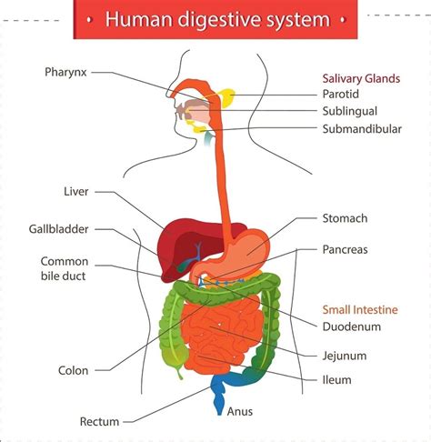 Causes Of Excessive Belching