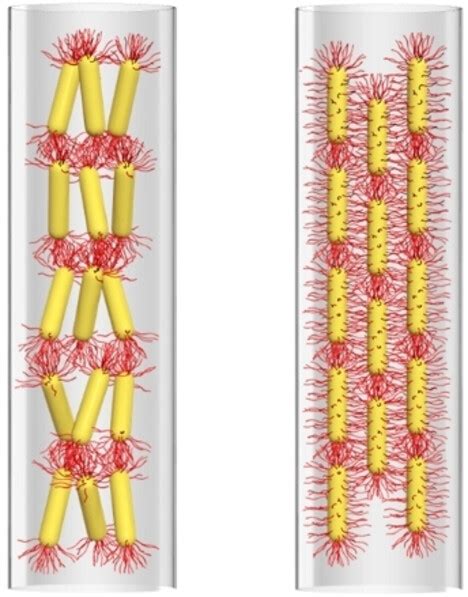 Effect Of Polymeric Ligand Grafting Region On Confined Assembly Of Gold