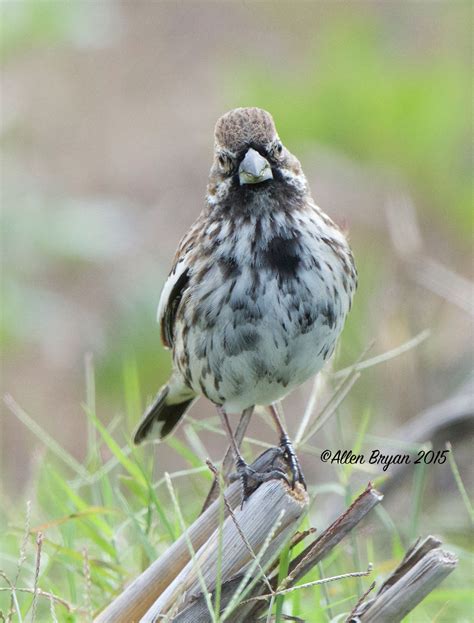 Lark Bunting | VisitingNature