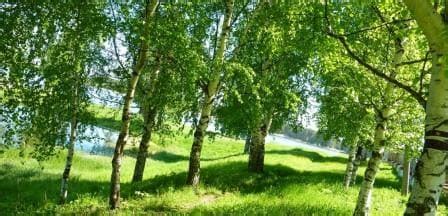 Постоянное бессрочное пользование участком: 4 группы владельцев
