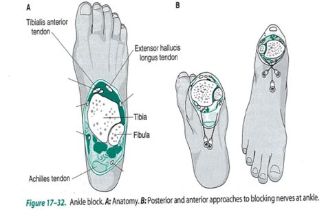 foot nerve location Diagram | Quizlet