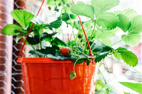 Growing Strawberries In Pots