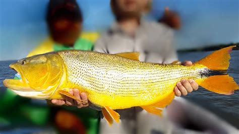 Desde Septiembre Entra En Vigencia La Veda Para La Pesca De Dorado En