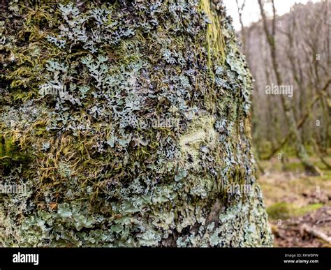 Tree with musk and lichens Stock Photo - Alamy