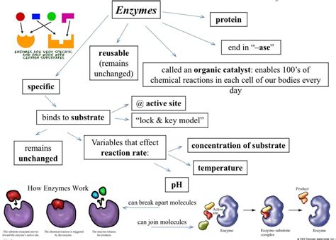 Enzymes Concept Map