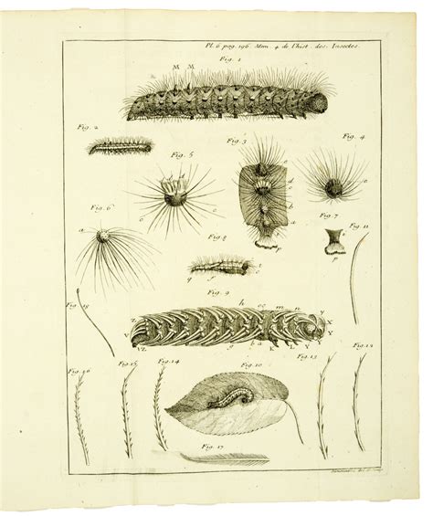 M Moires Pour Servir L Histoire Des Insectes By Reaumur R A