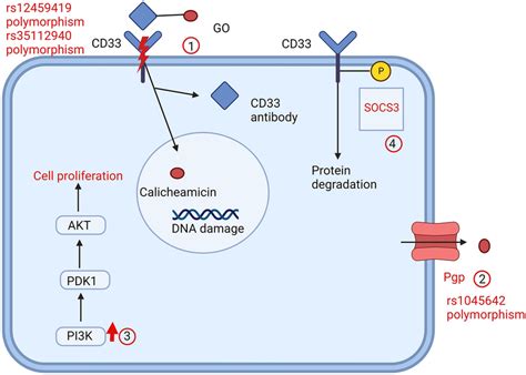 Overview Of Resistance Mechanisms To Go Go Binds To Cd And Is