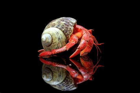 Strawberry Hermit Crab Pictures - AZ Animals