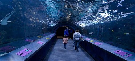 Shedd Aquarium, Chicago | Widest