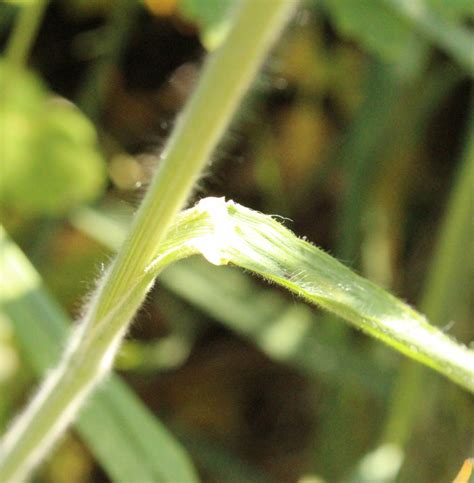 Brome Mou Bromus Hordeaceus Observations Be