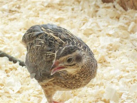 Quail In South Africa New Here Backyard Chickens Learn How To