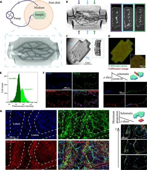 D Printing Of Vascularized Perfusable Thick Tissues A Schematic Of