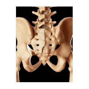 Human Pelvis Bones Photograph By Sciepro