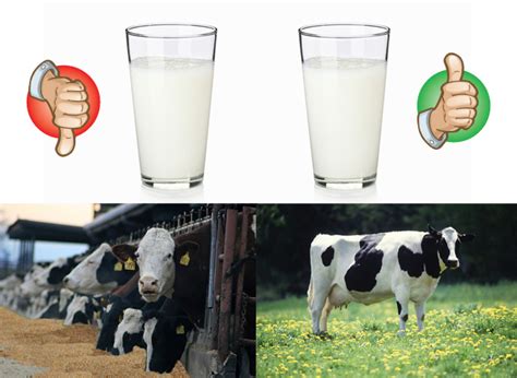 Organic Milk vs Regular Milk - Wandiful Produce